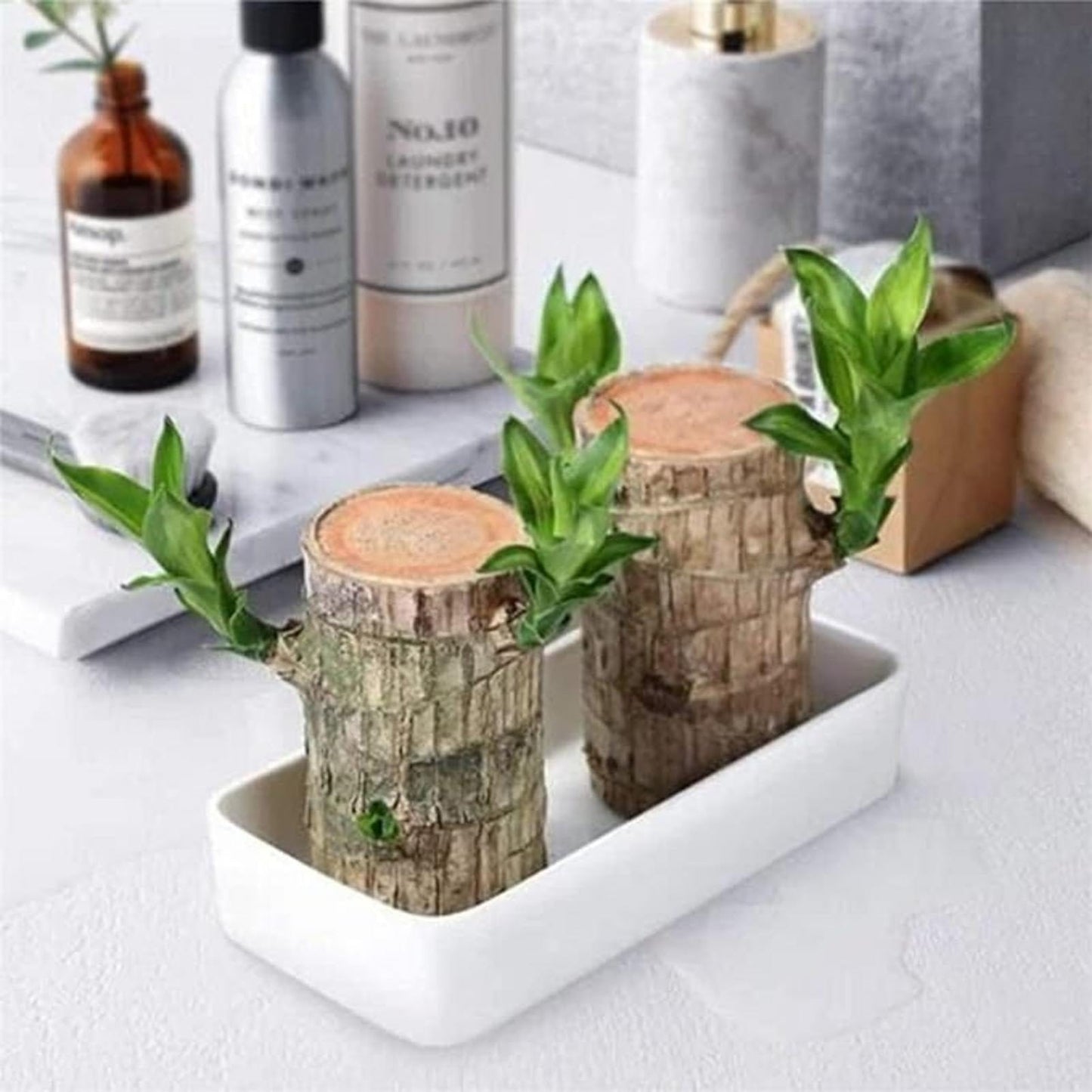 BlessLeaf™️ Lucky Brazil Wood Potted Plant