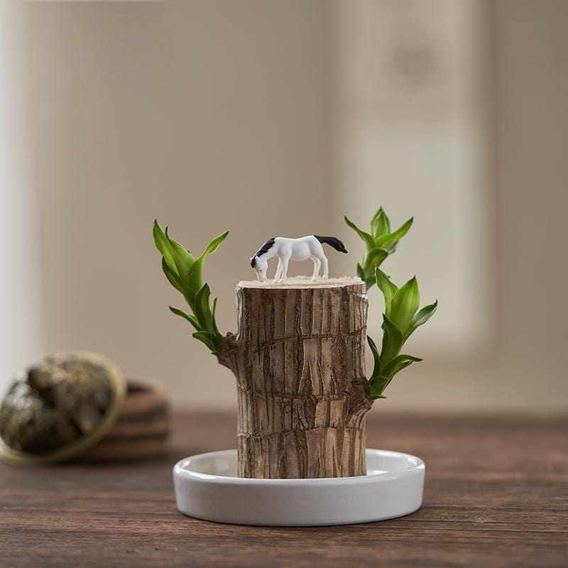 BlessLeaf™️ Lucky Brazil Wood Potted Plant