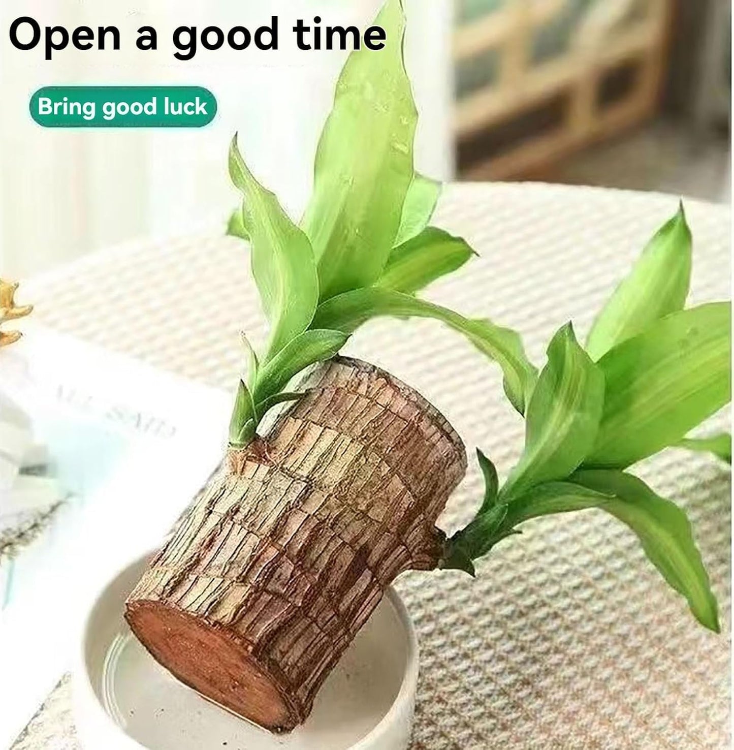 BlessLeaf™️ Lucky Brazil Wood Potted Plant