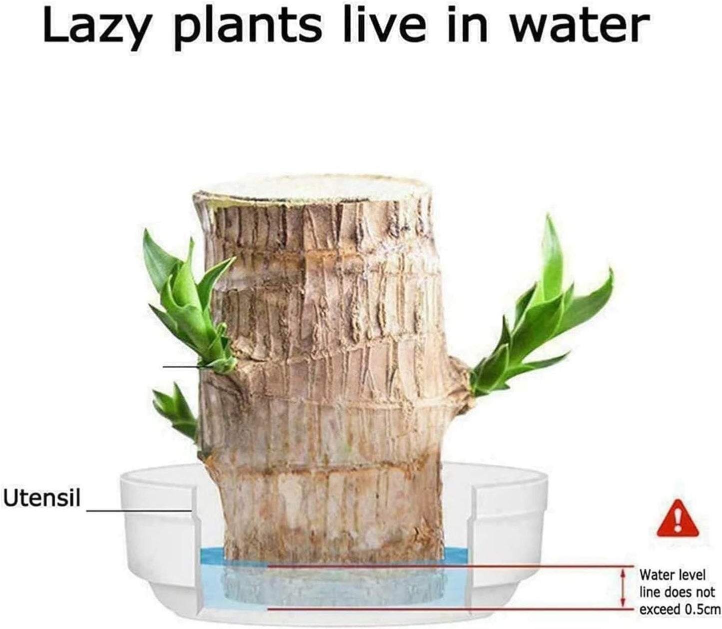 BlessLeaf™️ Lucky Brazil Wood Potted Plant