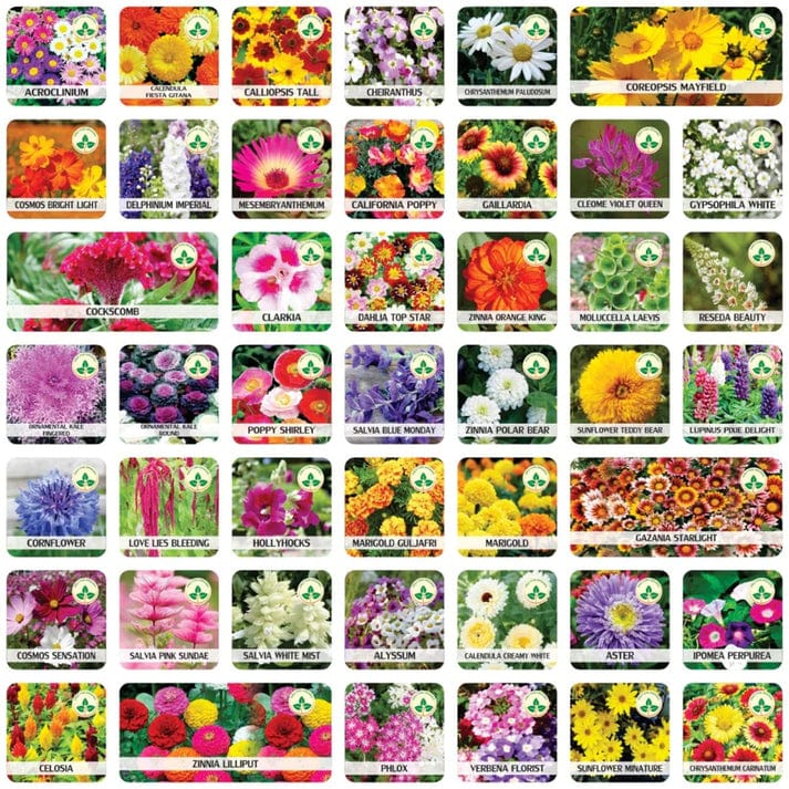 BlossomBloom™️ (Pack of 100 Seeds)