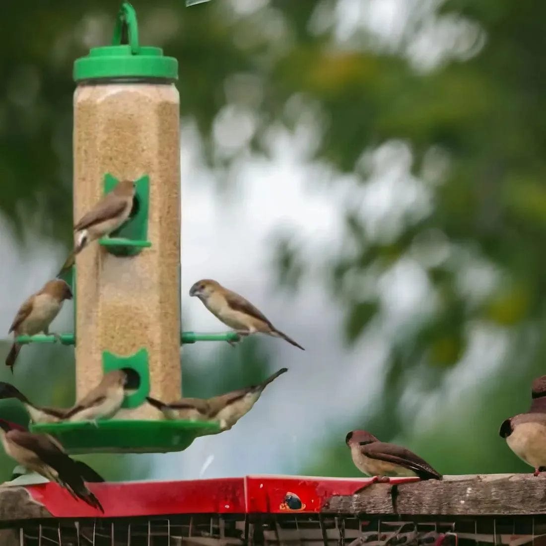 TweetTreate™️ Bird feeder (Pack of 2)